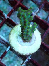 画像2: No.210 フィジー産 スゲミドリイシ (2)