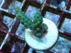 画像1: No.211 フィジー産 スゲミドリイシ (1)