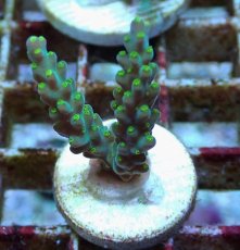 画像2: No.211 フィジー産 スゲミドリイシ (2)