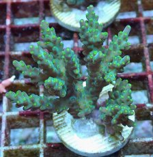 画像1: No.212 フィジー産 スゲミドリイシ (1)