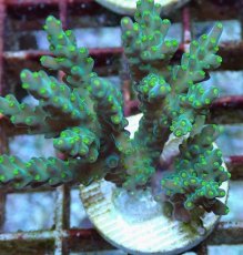 画像2: No.212 フィジー産 スゲミドリイシ (2)