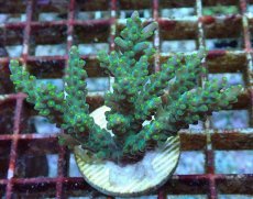 画像1: No.213 フィジー産 スゲミドリイシ (1)