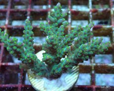 画像2: No.213 フィジー産 スゲミドリイシ (2)