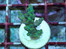 画像1: No.214 フィジー産 スゲミドリイシ (1)