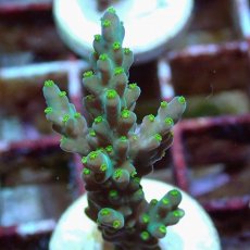 画像2: No.214 フィジー産 スゲミドリイシ (2)