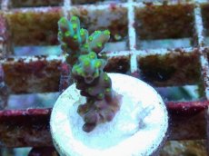 画像1: No.215 フィジー産 スゲミドリイシ (1)