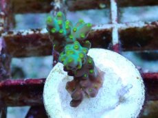 画像2: No.215 フィジー産 スゲミドリイシ (2)