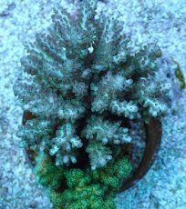 画像1: No.216 フィジー産 浅場ミドリイシ (1)