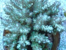 画像2: No.216 フィジー産 浅場ミドリイシ (2)