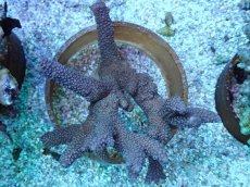 画像1: No.217 フィジー産 ヒメマツミドリイシ (1)