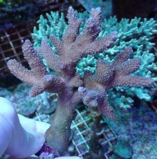 画像2: No.217 フィジー産 ヒメマツミドリイシ (2)