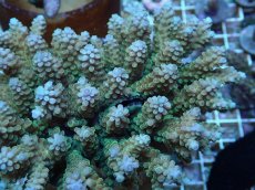 画像2: No.218 フィジー産 ハナガサミドリイシ (2)