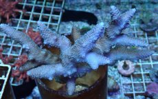 画像1: No.219 フィジー産 ヒメマツミドリイシ (1)