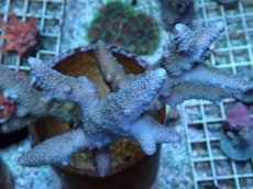 画像2: No.219 フィジー産 ヒメマツミドリイシ (2)