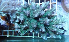 画像1: No.220 フィジー産 浅場ミドリイシ (1)