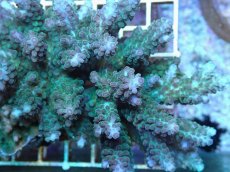 画像2: No.220 フィジー産 浅場ミドリイシ (2)