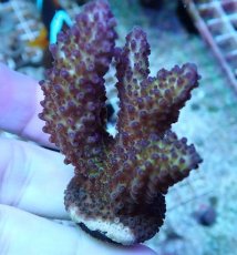 画像1: No.221 オーストラリア産 オヤユビミドリイシ (1)