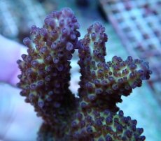 画像2: No.221 オーストラリア産 オヤユビミドリイシ (2)