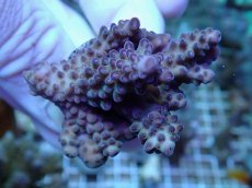 画像1: No.222 オーストラリア産 オヤユビミドリイシ (1)