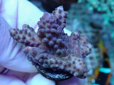 画像2: No.222 オーストラリア産 オヤユビミドリイシ (2)