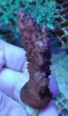 画像1: No.223 オーストラリア産 オヤユビミドリイシ (1)