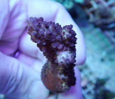 画像2: No.223 オーストラリア産 オヤユビミドリイシ (2)