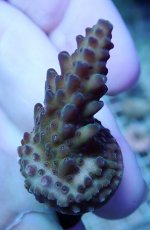 画像1: No.224 オーストラリア産 オヤユビミドリイシ (1)