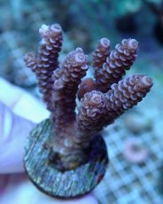 画像1: No.225 バーミキュラータ (1)