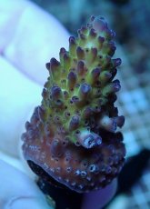 画像1: No.226 オーストラリア産 オヤユビミドリイシ (1)