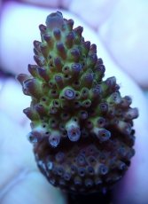 画像2: No.226 オーストラリア産 オヤユビミドリイシ (2)