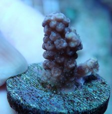 画像1: No.227 ウスエダミドリイシ (1)