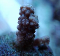 画像2: No.227 ウスエダミドリイシ (2)