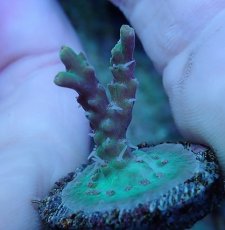 画像1: No.228 深場ミドリイシ (1)