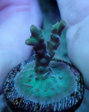 画像2: No.228 深場ミドリイシ (2)