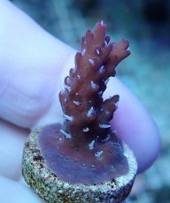 画像1: No.229 オーストラリア産 コンフェッティ (1)