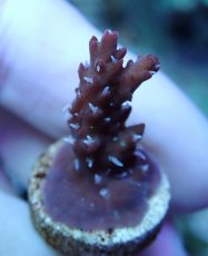 画像2: No.229 オーストラリア産 コンフェッティ (2)