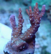 画像1: No.230 オーストラリア産 コンフェッティ (1)