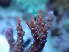 画像2: No.230 オーストラリア産 コンフェッティ (2)