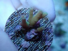 画像1: No.231 深場ミドリイシ (1)