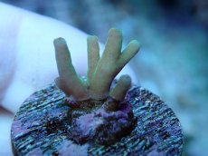 画像2: No.231 深場ミドリイシ (2)