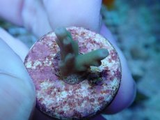 画像1: No.232 深場ミドリイシ (1)