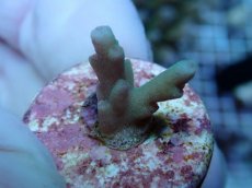 画像2: No.232 深場ミドリイシ (2)