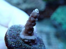 画像1: No.233 浅場ミドリイシ (1)