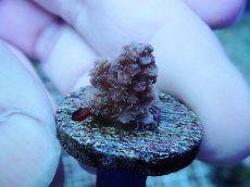 画像1: No.234 ウスエダミドリイシ (1)