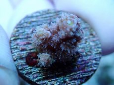 画像2: No.234 ウスエダミドリイシ (2)