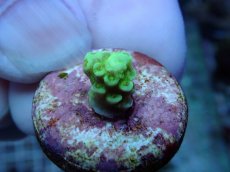 画像1: No.235 バーミキュラータ (1)