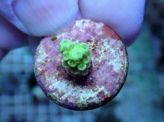 画像2: No.235 バーミキュラータ (2)