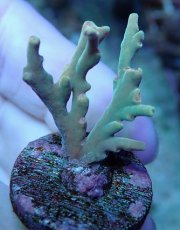 画像1: No.236 深場ミドリイシ ポリプピンク (1)