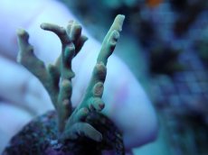 画像2: No.236 深場ミドリイシ ポリプピンク (2)