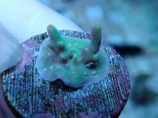 画像1: No.237 スペシオーサ (1)